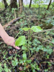 Smilax tamnoides