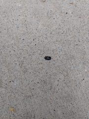 Hololepta
