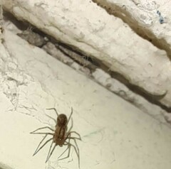 Tegenaria domestica