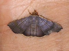 Frederickia nigricomma
