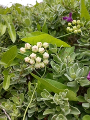 Funastrum cynanchoides