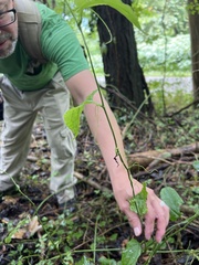 Smilax tamnoides