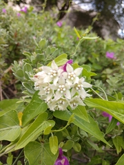 Funastrum cynanchoides