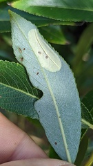 Phyllonorycter pastorella