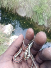 Thamnophis proximus rubrilineatus