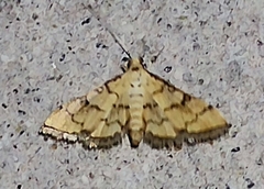 Blepharomastix ranalis