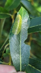 Phyllonorycter pastorella