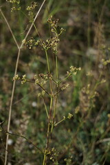 Galium xeroticum