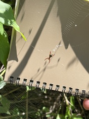 Micrathena sagittata