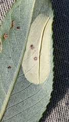 Phyllonorycter pastorella
