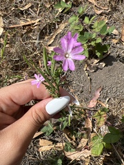Epilobium brachycarpum