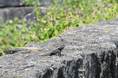 Sceloporus torquatus