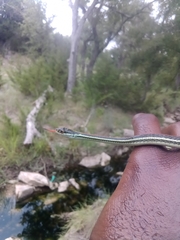 Thamnophis proximus rubrilineatus