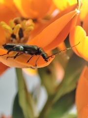 Oedemera nobilis
