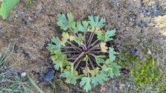 Ranunculus sceleratus
