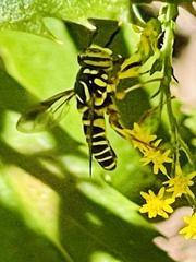Spilomyia longicornis