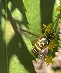 Spilomyia longicornis