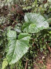 Xanthosoma