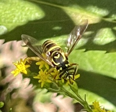 Spilomyia longicornis
