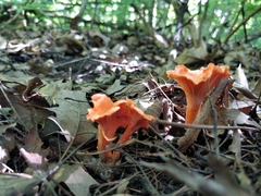 Cantharellus cinnabarinus