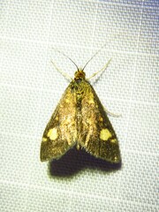 Pyrausta aurata