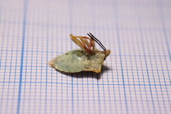 Carpocoris mediterraneus