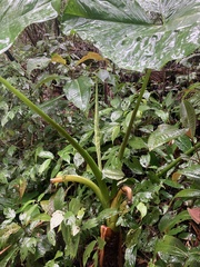 Xanthosoma