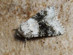Hecatera bicolorata