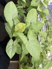 Syngonium