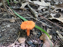 Cantharellus cinnabarinus