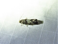 Tortricoidea