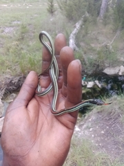 Thamnophis proximus rubrilineatus