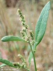 Atriplex patula