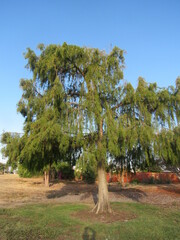 Cupressaceae