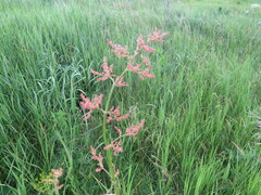 Rumex