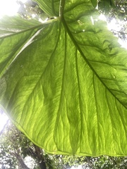 Xanthosoma