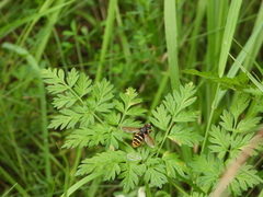 Sericomyia silentis