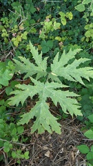 Heracleum mantegazzianum
