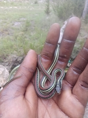Thamnophis proximus rubrilineatus