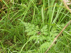 Sericomyia silentis