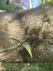 Drymoanthus adversus