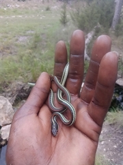 Thamnophis proximus rubrilineatus