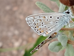 Polyommatus hispana
