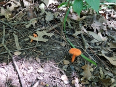 Cantharellus cinnabarinus
