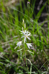 Anthericum liliago