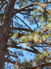 Pinus jeffreyi