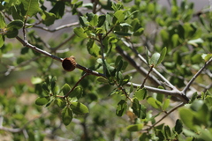 Quercus cornelius-mulleri