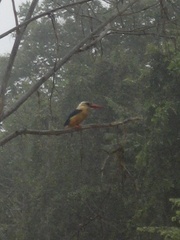 Pelargopsis capensis