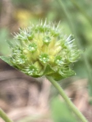 Knautia arvensis