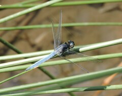Orthetrum